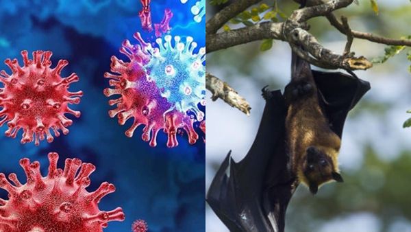 കൊവിഡിന് കാരണമായ വൈറസിന് സമാനമായ പുതിയ വൈറസിനെ കണ്ടെത്തി, പ്രത്യേകതരം വവ്വാലിൽ സാന്നിധ്യം