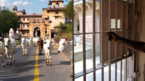 ഗോവധത്തിന് ഗുജറാത്തിൽ 3 പേർക്ക് ജീവപര്യന്തം ശിക്ഷ, രാജ്യത്തിന്റെ ചരിത്രത്തിൽ തന്നെ ആദ്യത്തേത്