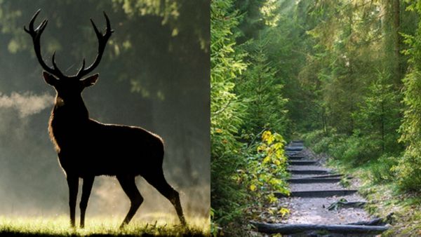 തമിഴ്‌നാട് വനങ്ങളിലെ വന്യജീവികളെ നിരീക്ഷിക്കാൻ എഐ; മനുഷ്യ-മൃഗ സംഘർഷം കുറയ്ക്കാൻ സഹായിക്കും