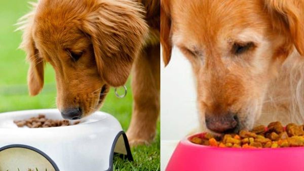 പെറ്റ്‌സിന് ഈ ഭക്ഷണങ്ങള്‍ കൊടുക്കാറുണ്ടോ; എങ്കില്‍ അവയെ സ്‌നേഹിക്കുന്നത് വെറുതെയാവും