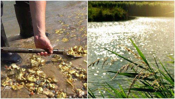 സ്വര്‍ണം ഊറ്റിയെടുക്കുന്നു; നിലമ്പൂര്‍ വനത്തില്‍ അരിച്ചെടുക്കല്‍, ഉദ്യോഗസ്ഥര്‍ എത്തിയപ്പോള്‍ കണ്ടത്