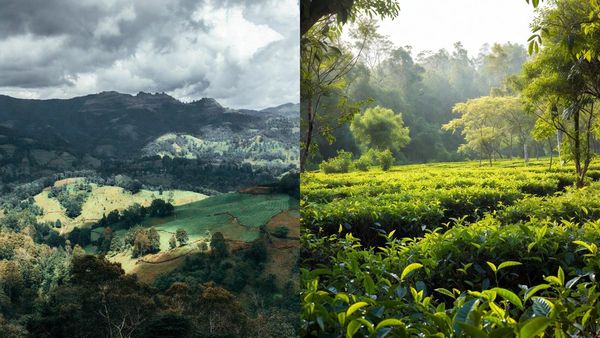 5000-ൽ താഴെ ചിലവിൽ മുന്നാർ പോകാം; പോക്കറ്റ് കീറാതെ ഒരു യാത്ര എങ്ങനെ പ്ലാൻ ചെയ്യാം?