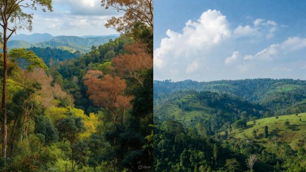 വയനാട്ടിൽ എടക്കൽ ഗുഹയും പൂക്കോട് തടാകവും മാത്രമല്ല, ഒളിഞ്ഞിരിക്കുന്ന കാഴ്ചകൾ ഇതാ