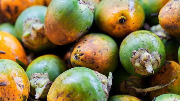 കേരളത്തിൽ അടയ്ക്ക കർഷകർക് സന്തോഷവാർത്ത; വില കുതിച്ചുയരുന്നു