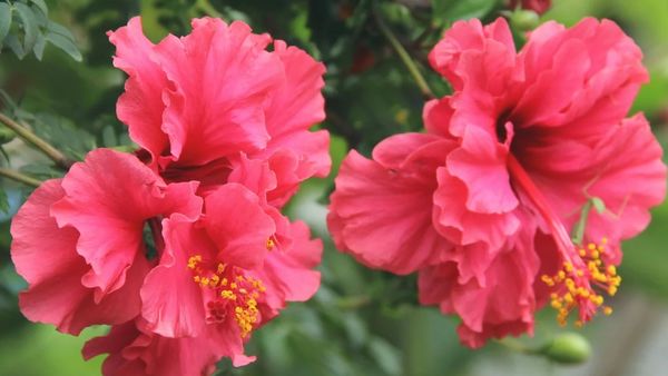 പനങ്കുല പോലുള്ള തലമുടിക്കായി വിലകൂടിയ ഷാംപൂ വേണ്ട; വീട്ടിലുള്ള ഈ ഈ പൂവ് മതി