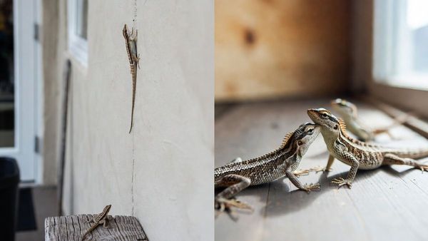 പല്ലികൾ വീട്ടിൽ മുട്ടയിട്ട് പെരുകുന്നത് നിങ്ങൾ അറിയുന്നുണ്ടോ? പല്ലിമുട്ട എങ്ങനെ കണ്ടുപിടിക്കാം?