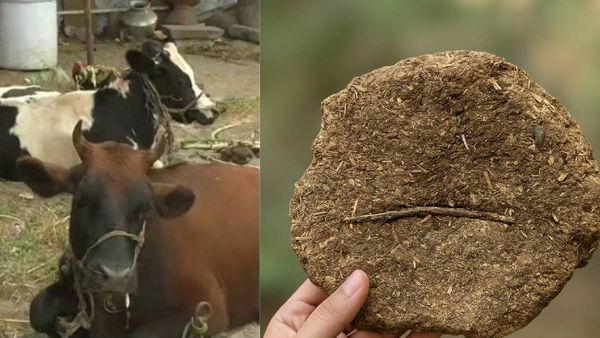 ചാണകത്തില്‍നിന്ന് കാന്‍സര്‍ മരുന്ന്; ഗവേഷണത്തിന് ഈ യൂണിവേഴ്‌സിറ്റി പൊടിച്ചത് 3.5 കോടി: അന്വേഷണം