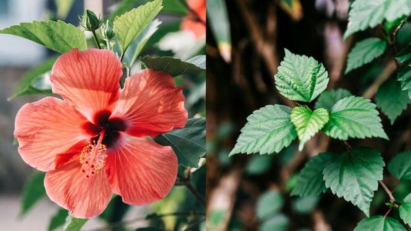 മുടി കനത്തിൽ വളരാൻ ചെമ്പരത്തിപ്പൂവാണോ ഇലയാണോ നല്ലത്? എങ്ങനെയൊക്കെ ഉപയോഗിക്കാം?