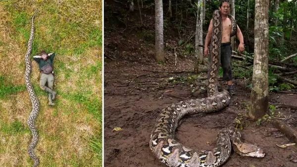 ഒരു ബസ്സിനോളം നീളം..! ലോകത്തെ ഏറ്റവും വലിയ പാമ്പിനെ കണ്ടെത്തി