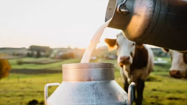 നിങ്ങൾ കുടിക്കുന്ന പാലിൽ മായമുണ്ടോ? വെറും 2 മിനിറ്റിൽ തന്നെ കണ്ടെത്താം!