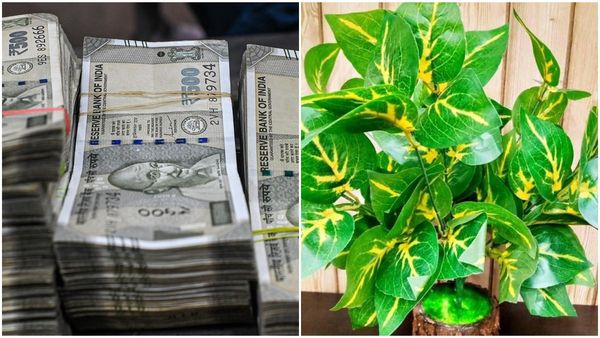 പണം നിങ്ങളുടെ വഴിയിൽ വരും! വീട്ടിൽ ഈ രണ്ട് ചെടികൾ നട്ടുപിടിപ്പിക്കൂ