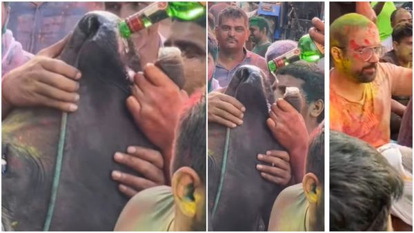 ഹോളി ആഘോഷത്തിനിടെ പശുവിനെ മദ്യം കുടിപ്പിച്ച് യുവാക്കൾ; ഞെട്ടിക്കുന്ന വീഡിയോ