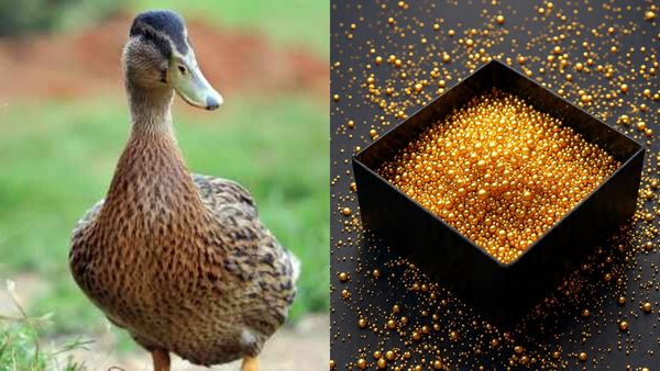 താറാവിൻ്റെ വയറ്റിൽ നിന്നും കണ്ടെത്തിയത് 1.65 ലക്ഷം രൂപയുടെ സ്വർണം..പക്ഷെ സർക്കാർ കൊണ്ടുപോകും?