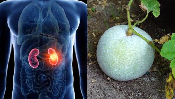 കുമ്പളം മുതൽ മുരിങ്ങക്കായ വരെ; വൃക്കയുടെ ആരോഗ്യത്തിനായി ഈ പച്ചക്കറികൾ ശീലമാക്കൂ, മാറ്റം ഉറപ്പ്..!