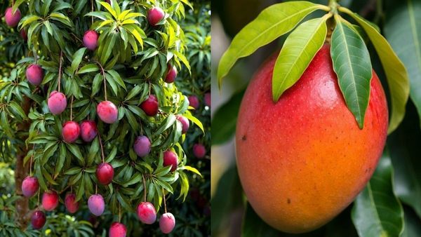 ലോകത്തിലെ ഏറ്റവും വില കൂടിയ മാങ്ങ, കിലോയ്ക്ക് ലക്ഷങ്ങൾ, വീട്ടിലെ ടെറസ്സിൽ വളർത്തണോ? എങ്ങനെയെന്ന് അറിയാം