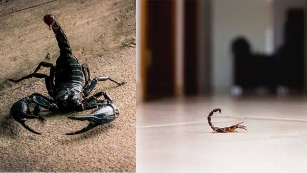 വലിപ്പത്തില്‍ കുഞ്ഞന്‍; പ്രവൃത്തിയില്‍ വില്ലന്‍; വീടിനുള്ളില്‍ തേളിനെ കണ്ടാല്‍ ചെയ്യേണ്ടത്