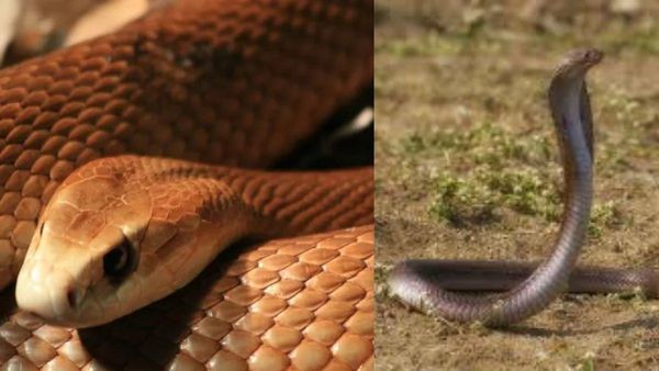 വീടുകളില്‍ പാമ്പുകള്‍ വരാതിരിക്കണോ? അവയ്ക്ക് ഇഷ്ടമില്ലാത്ത ഈ മാര്‍ഗങ്ങള്‍ പരീക്ഷിച്ചുനോക്കൂ