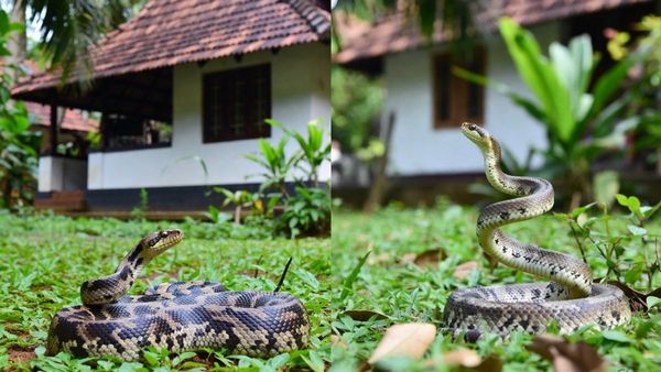 ഈ ചെടി വീട്ടിൽ വളർത്തുന്നുണ്ടോ? എങ്കിൽ ജാഗ്രതൈ, പാമ്പുകൾ വീട് തേടി വരും