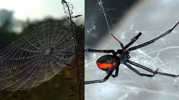 വീട്ടില്‍ നോക്കുന്നിടത്തെല്ലാം എട്ടുകാലി വലകളാണോ? അവയെ പൂര്‍ണമായി ഒഴിവാക്കാം: ഈ വഴികളിലൂടെ