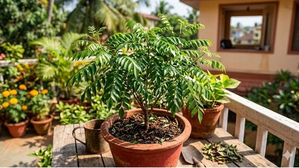 കറിവേപ്പില ചെടി സംരക്ഷണം വെളിച്ചത്തിലൂടെയും, നീർവാർച്ചയിലൂടെയും ആരോഗ്യകരമായ വളർച്ചയ്ക്ക് സഹായിക്കുന്നു.,കൃത്യമായ നനയും വെളിച്ചവും നൽകുന്നതിലൂടെ കറിവേപ്പില ചെടിയുടെ വളർച്ച മെച്ചപ്പെടുത്താം.,കറിവേപ്പില ചെടി സംരക്ഷണം മണ്ണ്, വെളിച്ചം, പതിവായുള്ള ക Pruning ൺ ചെയ്യൽ എന്നിവയിൽ ശ്രദ്ധ കേന്ദ്രീകരിക്കുന്നു.,കറിവേപ്പില ചെടി സംരക്ഷണം കീടങ്ങളെ നിയന്ത്രിക്കുന്നതിനും വായുസഞ്ചാ