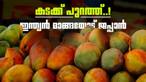 ഇന്ത്യന്‍ മാങ്ങ വേണ്ട..! ഇറക്കുമതി നിര്‍ത്തിവെച്ച് ജപ്പാന്‍; 20 വര്‍ഷത്തിനിടെ ആദ്യം, കാരണമിത്