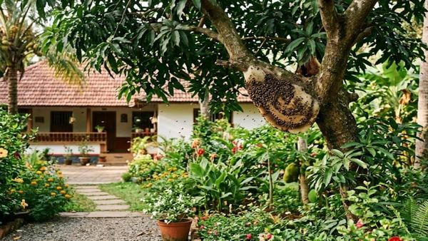 വീടിനടുത്ത് തേനീച്ചക്കൂട് കണ്ടാൽ എന്തൊക്കെ ചെയ്യണം? എന്തൊക്കെ ചെയ്യരുത്?