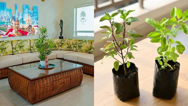 ദുരിതം മാറും, വീട്ടിൽ ഐശ്വര്യം നിറയും! ഈ ചെടികൾ ശരിയായ രീതിയിൽ വെച്ചാൽ മതി