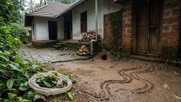 നിങ്ങളുടെ വീടിനടുത്ത് പാമ്പുണ്ടോ എന്ന് എങ്ങനെ അറിയാം? ശ്രദ്ധിക്കണം ഈ ലക്ഷണങ്ങൾ