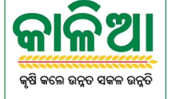 ମିଳିବ କାଳିଆ ତୃତୀୟ କିସ୍ତି ଟଙ୍କା: ୫୩ ଲକ୍ଷରୁ ଅଧିକ ଚାଷୀଙ୍କୁ ମିଳିବ ସହାୟତା