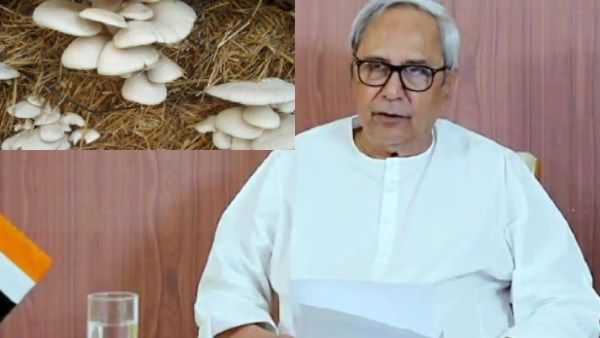 ଚାଷୀ ପାଇବେ ଅମଳକ୍ଷମ ବିହନ : 5 ଲକ୍ଷ ଚାଷୀଙ୍କୁ ଦିଆଯିବ ତାଲିମ