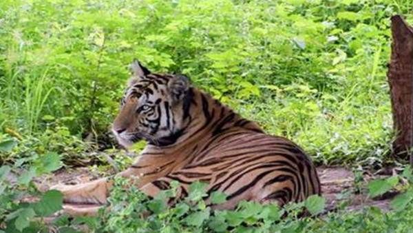 ସୁନ୍ଦରୀ ପାଇଁ ନବୀନଙ୍କୁ ଚିଠି ଲେଖିଲେ ଶିବରାଜ