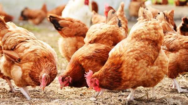 ବାର୍ଡ ଫ୍ଲୁ ପାଇଁ ରାଜ୍ୟ ସରକାର ଜାରି କଲେ ହେଲ୍ପ ଲାଇନ୍ ନମ୍ବର