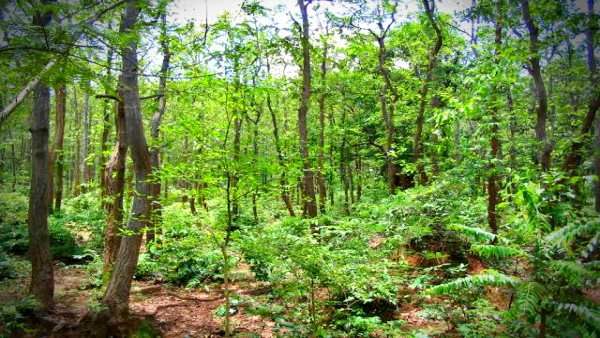 ରାଜ୍ୟରେ ଜଙ୍ଗଲ ନିଆଁକୁ ଦୃଷ୍ଟିରେ ରଖି ସମସ୍ତ ବନ କର୍ମଚାରୀଙ୍କ ଛୁଟି ବାତିଲ୍