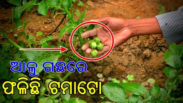ବିରଳ ଚିତ୍ର: ଆଳୁ ଗଛରେ ଫଳିଛି ଦେଶୀ ଟମାଟୋ
