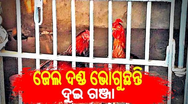 25 ଦିନ ହେଲା ଜେଲ ଦଣ୍ଡ ଭୋଗୁଛନ୍ତି ଦୁଇ ଗଞ୍ଜା, କାରଣ ଜାଣିଲେ ହେବେ ଆଶ୍ଚର୍ଯ୍ୟ