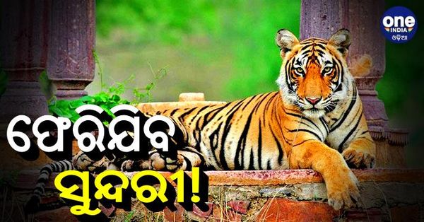 ଫେରିଯିବ ବାଘୁଣୀ 'ସୁନ୍ଦରୀ' !