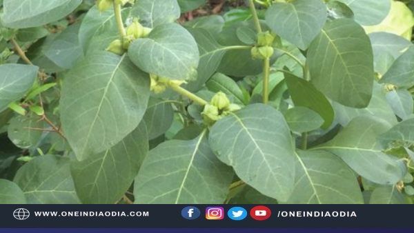 ଖାଲି ଓୌଷଧ ନୁହେଁ ଅଶ୍ୱଗନ୍ଧା, ଆପଣଙ୍କ ମନ ଉପରେ ମଧ୍ୟ ପକାଇଥାଏ ପ୍ରଭାବ