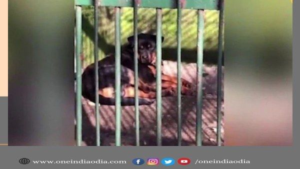 ଗଧିଆ ମରିଗଲା, କୁକୁରକୁ ଗଧିଆ ସଜେଇ ଗୁମ୍ଫାରେ ରଖିଦେଲେ : ଭାଇରାଲ୍ ହେଲା ଚୀନ ଚିଡିଆଖାନାର ଭିଡିଓ