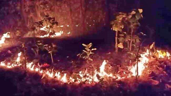 ଶିମିଳିପାଳରେ କମିଛି ଫାୟାର ପଏଣ୍ଟ, ମାତ୍ର ରାଜ୍ୟରେ ଅନ୍ୟ ଜଙ୍ଗଲରେ ବଢୁଛି ନିଆଁ