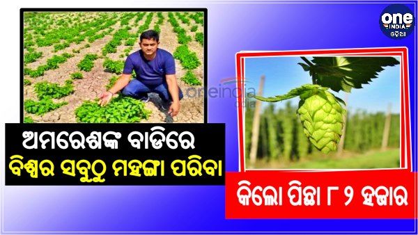 ବିହାର ଚାଷିର କ୍ଷେତରେ ଫଳିଛି ବିଶ୍ବର ସବୁଠାରୁ ଦାମୀ ପରିବା- ‘ହପ୍ ସୁଟ୍ସ’, କିଲୋ ପିଛା ମୂଲ୍ୟ ୮୨ ହଜାର ଟଙ୍କା