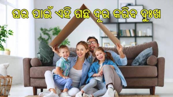 ଘରେ ରହିଛି କି ବାସ୍ତୁ ଦୋଷ ? ରୋଗ ଓ ଅଜଥାରେ ଯାଉଛି ଟଙ୍କା ତେବେ ଘରେ ଲଗାନ୍ତୁ ଏହି ଗଛ