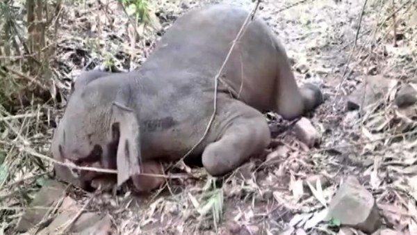 ବ୍ରଜଘାତରେ ଟଳି ପଡିଲେ ୧୮ ଗଜରାଜ