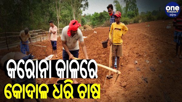 କରୋନା କାଳରେ ବିଲରେ କୋଦାଳ ଧରି ଚାଷ କରୁଛନ୍ତି ପଟାଙ୍ଗୀ ବିଧାୟକ