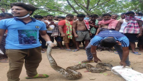 ଗଛ କୋରଡରୁ ୧୦ ଫୁଟ ଲମ୍ବର ଅଜଗର ସାପ ଉଦ୍ଧାର