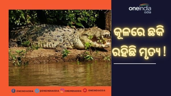 ଟାଣିନେଉଛି କୁମ୍ଭୀର : ଭିତରକନିକାରେ ତିନି ଦିନରେ ଦୁଇ ଜଣଙ୍କର ମୃତ୍ୟୁ