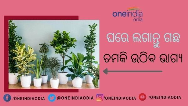 ଘରେ ଲଗାନ୍ତୁ ଏହିସବୁ ଗଛ; ଚମକାଇ ଦେବ ଆପଣଙ୍କ ଭାଗ୍ୟ ! ଜାଣନ୍ତୁ କେଉଁଠି ଲଗାଇବେ କେଉଁ ଗଛ
