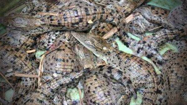 ଭଲ ଖବର: ଭିତରକନିକାରେ ଦେଖିବାକୁ ମିଳିଲା 2500 କୁମ୍ଭୀର ଛୁଆ