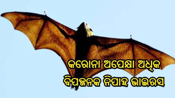 ନିପାହ ଭାଇରସ୍ ଉପରେ AIIMS ବିଶେଷଜ୍ଞ ମତ, କହିଛନ୍ତି - ଏହି ସଂକ୍ରମଣର କୌଣସି ଉପଶମ ନାହିଁ