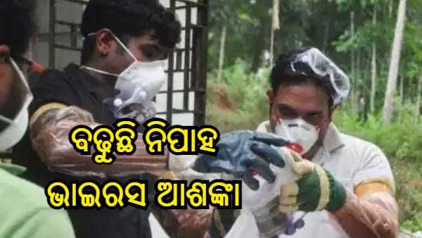 କେରଳରେ ବଢୁଛି ନିପାହ ଭାଇରସ ଆଶଙ୍କା, 12 ବର୍ଷର ଶିଶୁର ମୃତ୍ୟୁ ପରେ 11 ଜଣ ଲୋକଙ୍କ ଠାରେ ଲକ୍ଷଣ