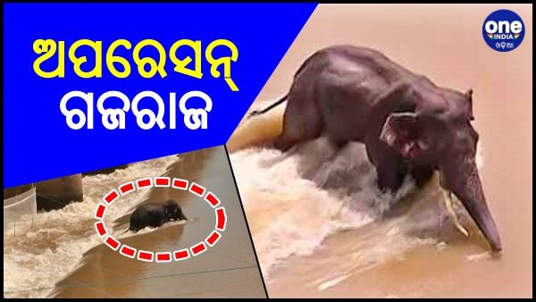 ଚାଲିଛି 'ଅପରେସନ୍ ଗଜରାଜ': କୂଳକୁ ଆସୁଛି ହାତୀ